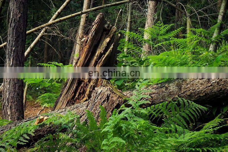 Small Rice Husk Corn Cocnut Shell Hammer Mill Make Sawdust Hammer Mill