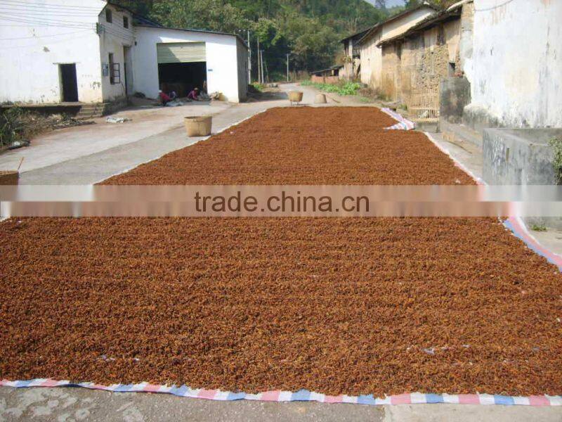 Star aniseed autumm crop Chinese