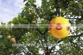 plastic bird scare eye balloon