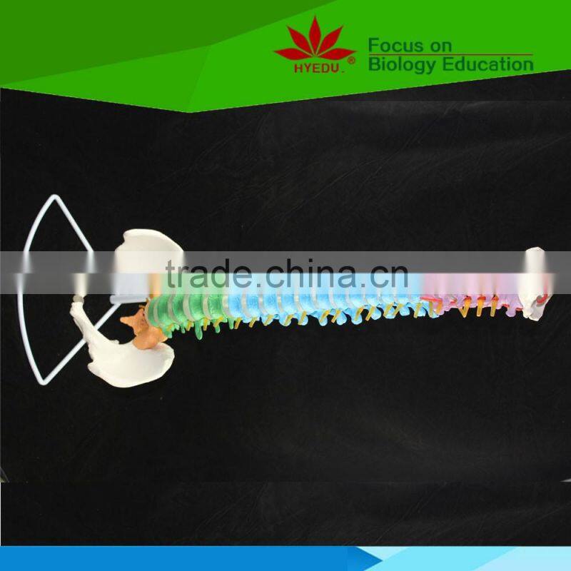 High quality Flexible spinal column with colour coded regions
