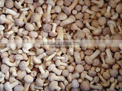 High quality frozen IQF small Oyster Mushroom