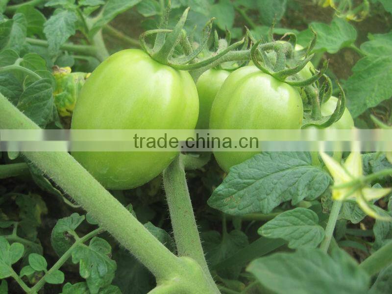 Giant Hybrid Tomato Seeds