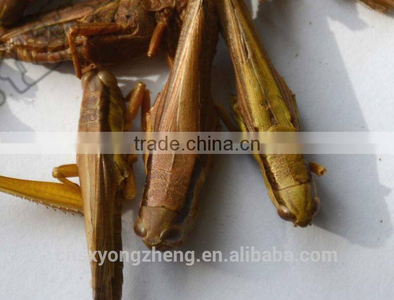 Best price of plastic grasshoppers