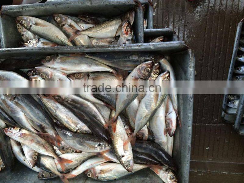 fresh frozen horse mackerel from Zhejiang China