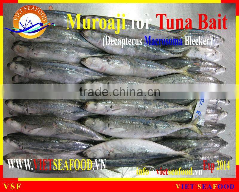 FROZEN W/R MUROAJI FOR TUNA BAIT