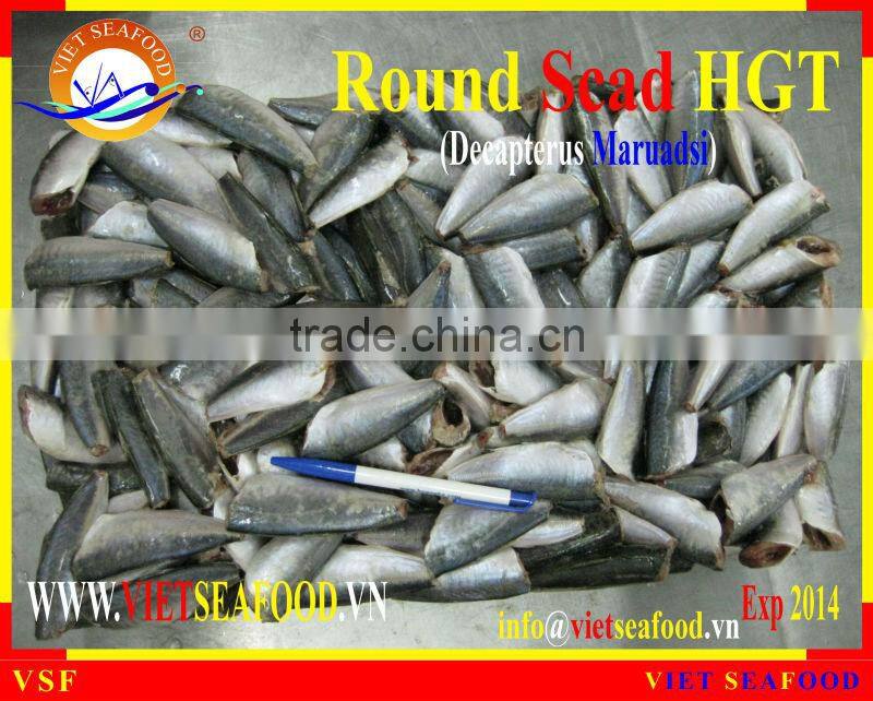 HGT FROZEN ROUND SCAD