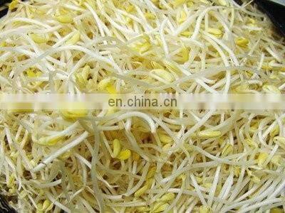 Factory Directly Supply Lowest Price Soya bean sprout making machine Garlic sprout maker machine Mung bean grower