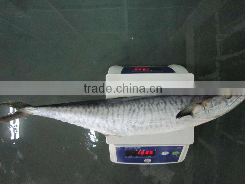 1/2kg spanish mackerel 1000g-2000g IQF IWP