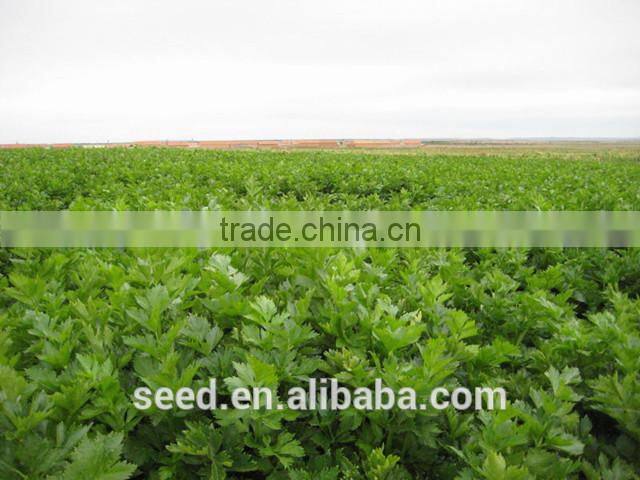 good quality American celery seeds