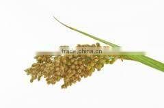 FRESH QUINOA
