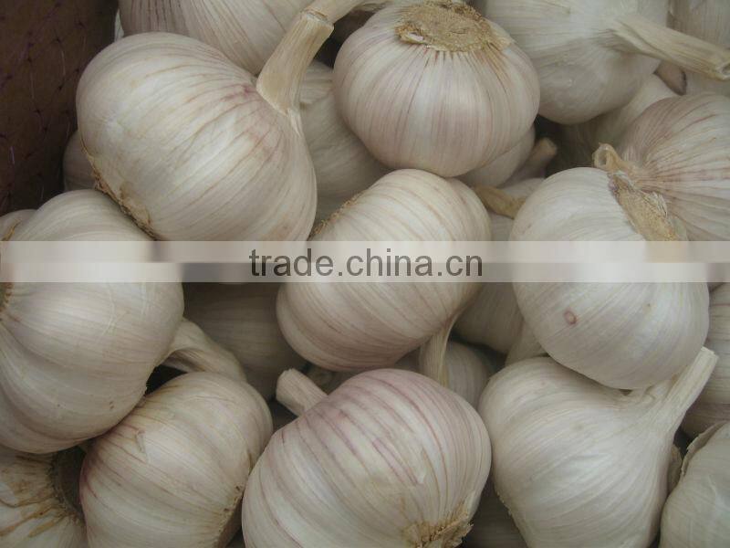 2014 crop fresh White garlic