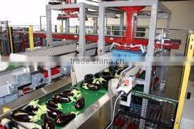 Viet NamOriginal Frozen Eggplant good quality