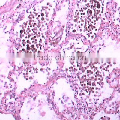 Individual slides you can choose from Survey Medical Human Pathology Histology Tissue Microscope Prepared Slides