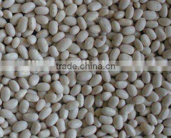 Japanese Style white Kidney Bean