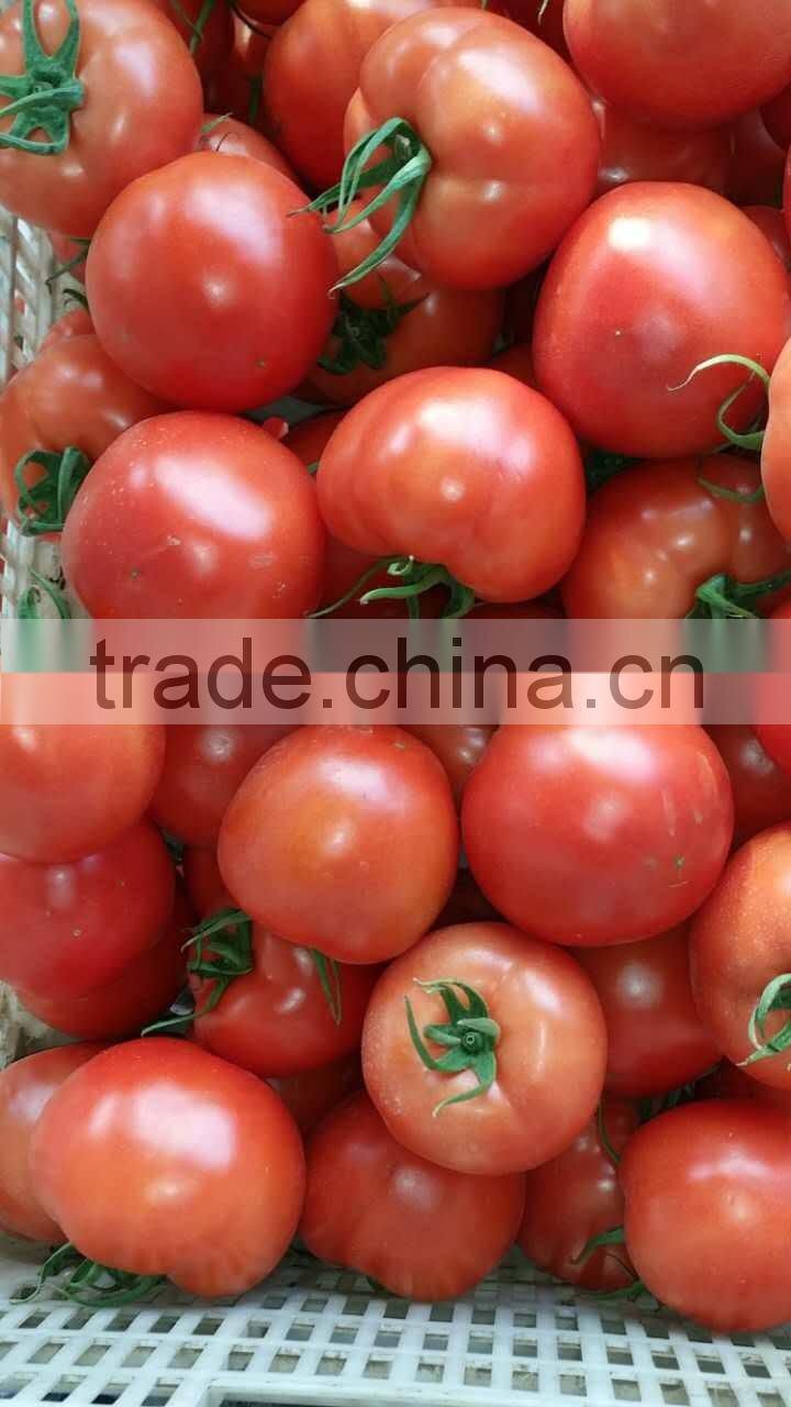 Fresh tomato exporter from China