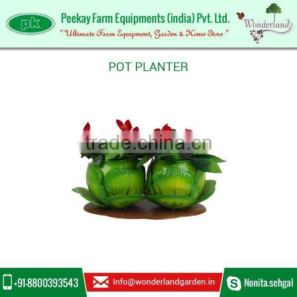 Cabbage Shape Pot Planters Available at Very Low Rate