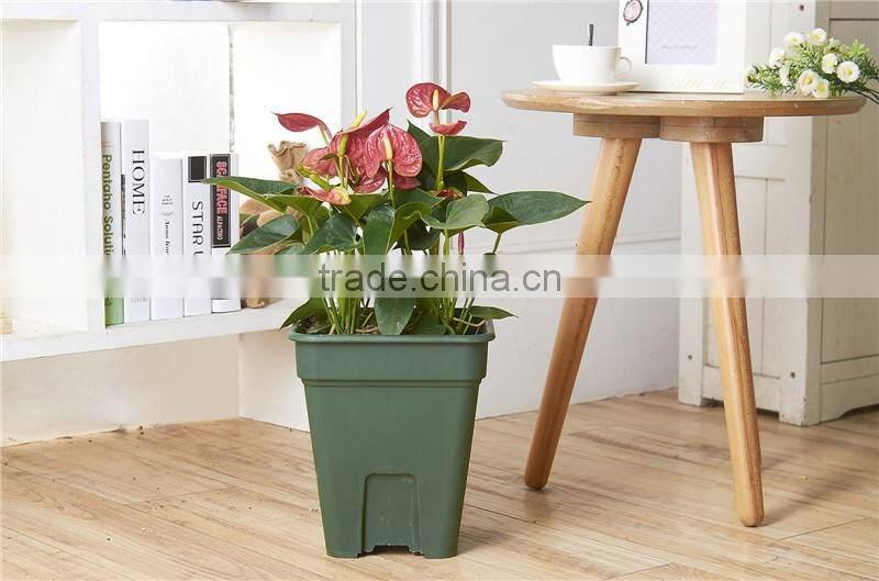 Chinese Rose Flower Pot