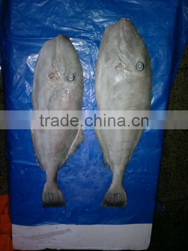 frozen leather jacket fish whole