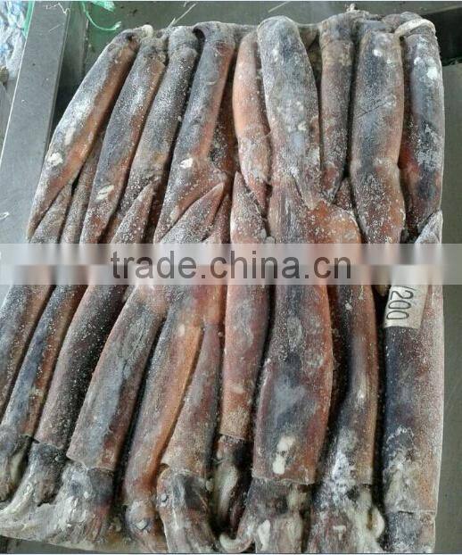 Frozen illex squid for bait