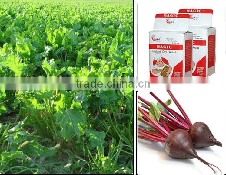 500g/bag High Sugar Instant Dry Yeast with Halal Certificate