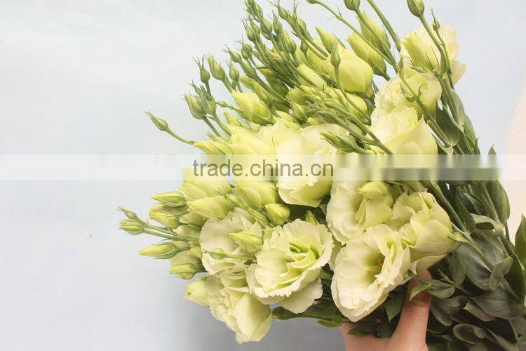 Alibaba china factory direct lisianthus flower