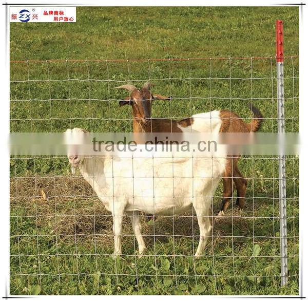 Guangzhou supplier manufacturing galvanized wire mesh roll wire horse gardening ZX-NLW002