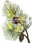 Essential Oil of Pine