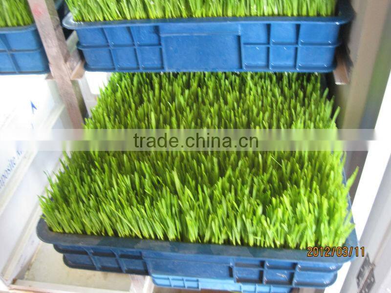 Automatic 100kg/day Barley sprouting machine