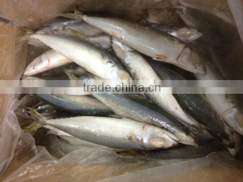 IQF frozen pacific mackerel fish