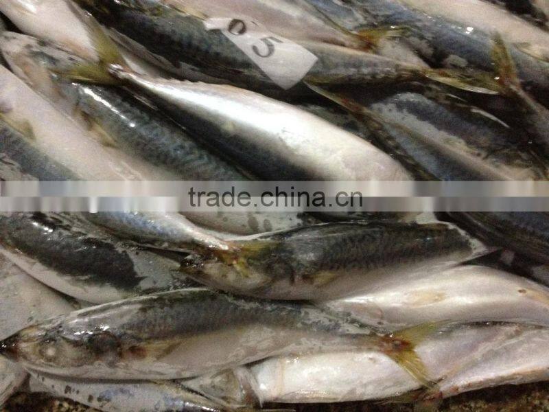 New stock BQF WR frozen fish mackerel 150g