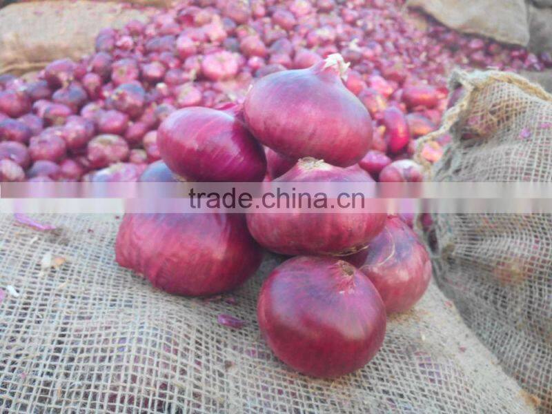 fresh red onion from China