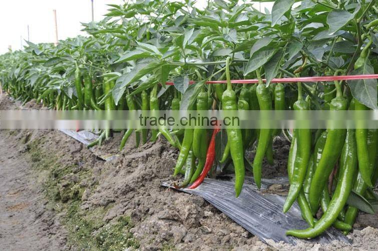 Hot sale hybrid high yield chili pepper seeds for growing-Xian Mei