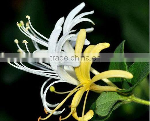 Honeysuckle Extract HoneySuchle Flowers Extract pure chlorogenic acid