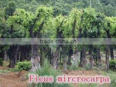 for outdoor landscaping ornamental bonsai plants