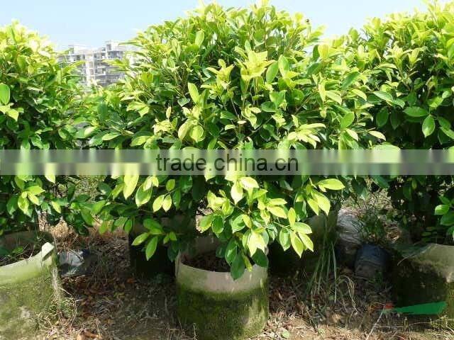 ornamental Golden Ficus microcarpa