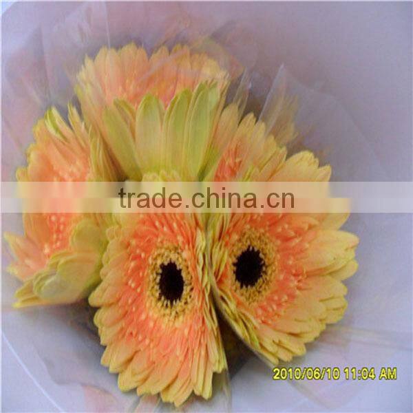 wholesale fresh gerbera flower with high quality