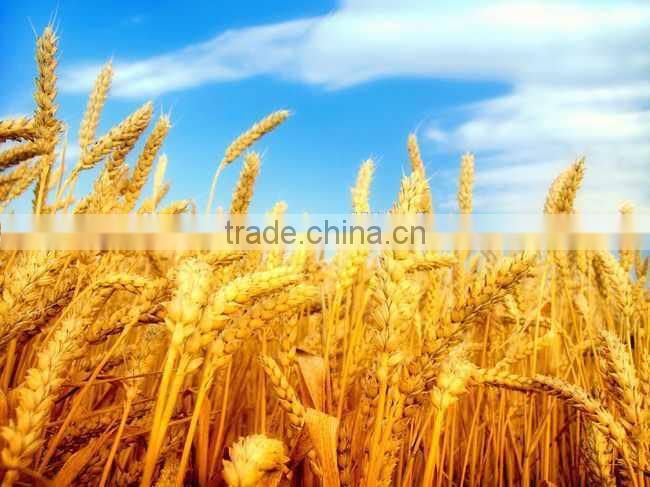 Corn and Maize Threshing Machine with Low Price|Small Sweet Corn Thresher and Huller