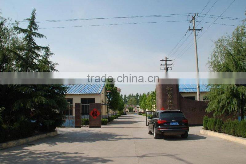 chicken nests for laying china-made