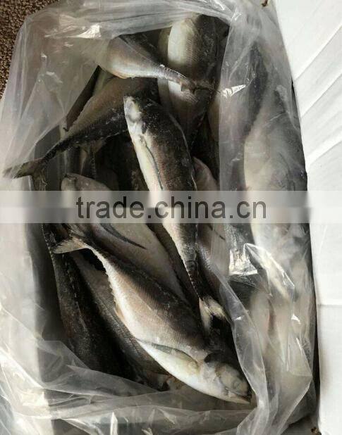 Whole Fish Frozen Jack Mackerel