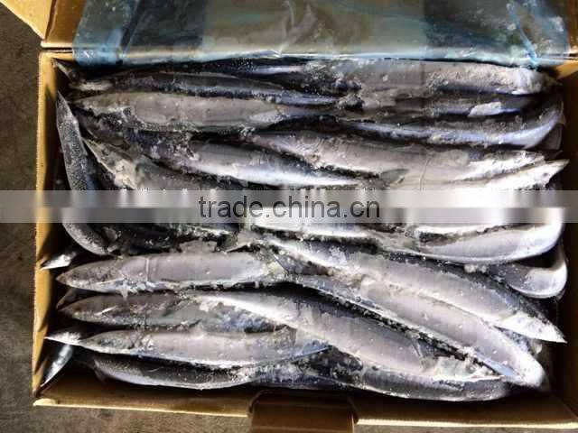 Pacifc saury Cololabis Saira
