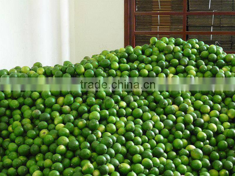 FRESH AND FROZEN LEMON WITH BEST PRICE FOR NOW