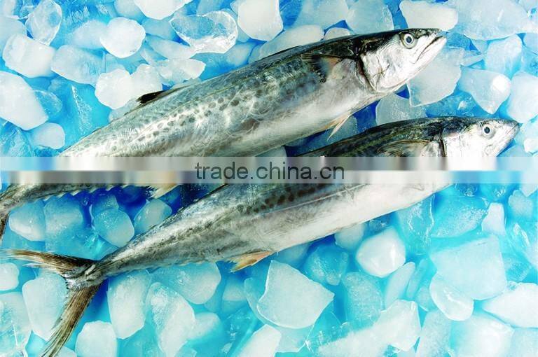 Frozen Squid illex whole round