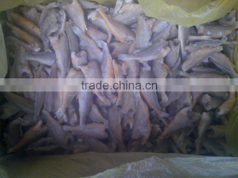 Zhoushan farming headless frozen small croaker