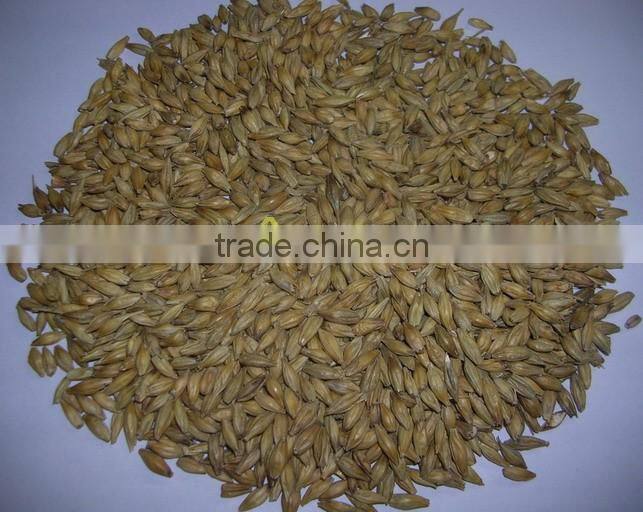 Barley for malt / Barley for feed / Hordeum vulgare / Barley seeds