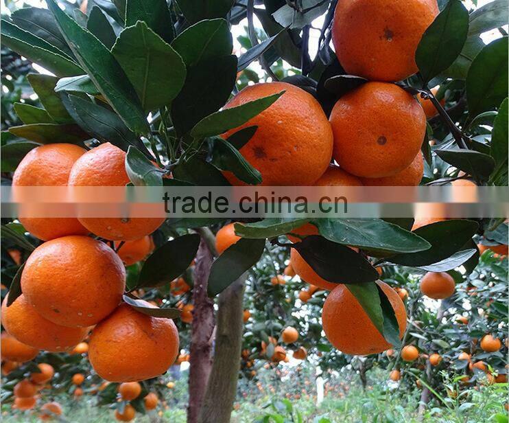 fresh seedless lime orange fresh fruit