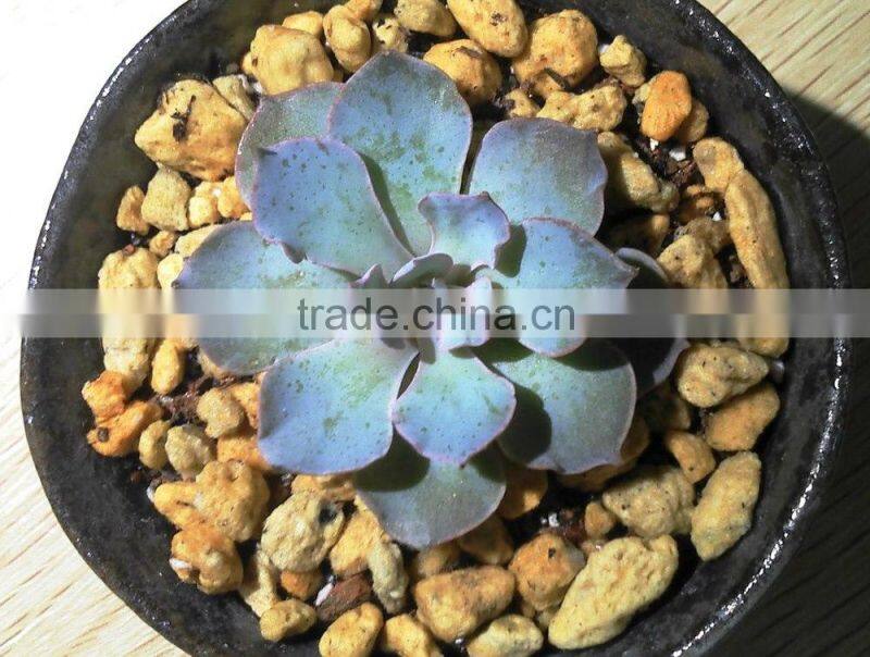 succulent plants Echeveria