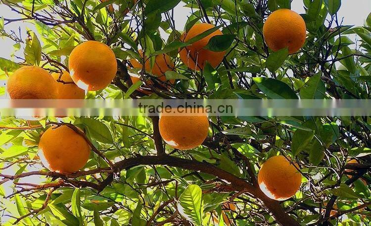 fresh orange tree seedling