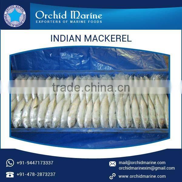 Rich Quality Safe to Consume Delicious Frozen Mackerel Fish