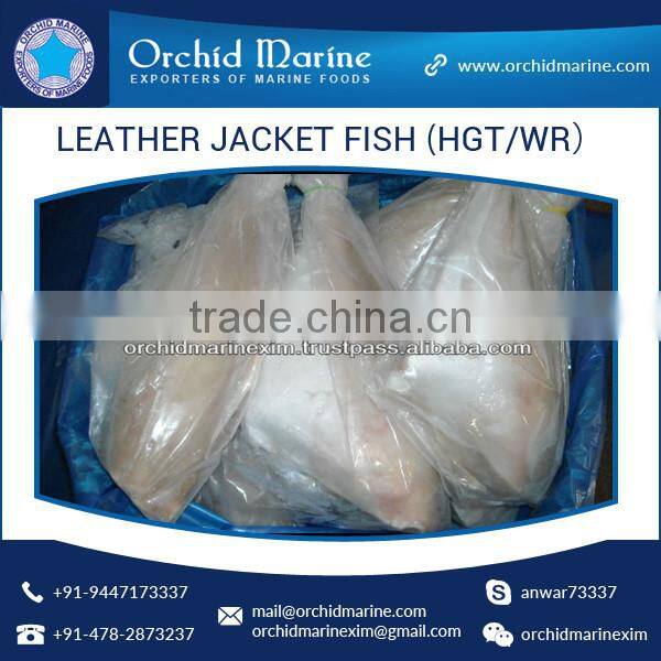 Best Frozen Whole Round Leather Jacket Fish at Best Price