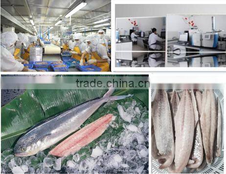 frozen spainish mackerel